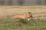 BULL TERRIER MINIATURE 354